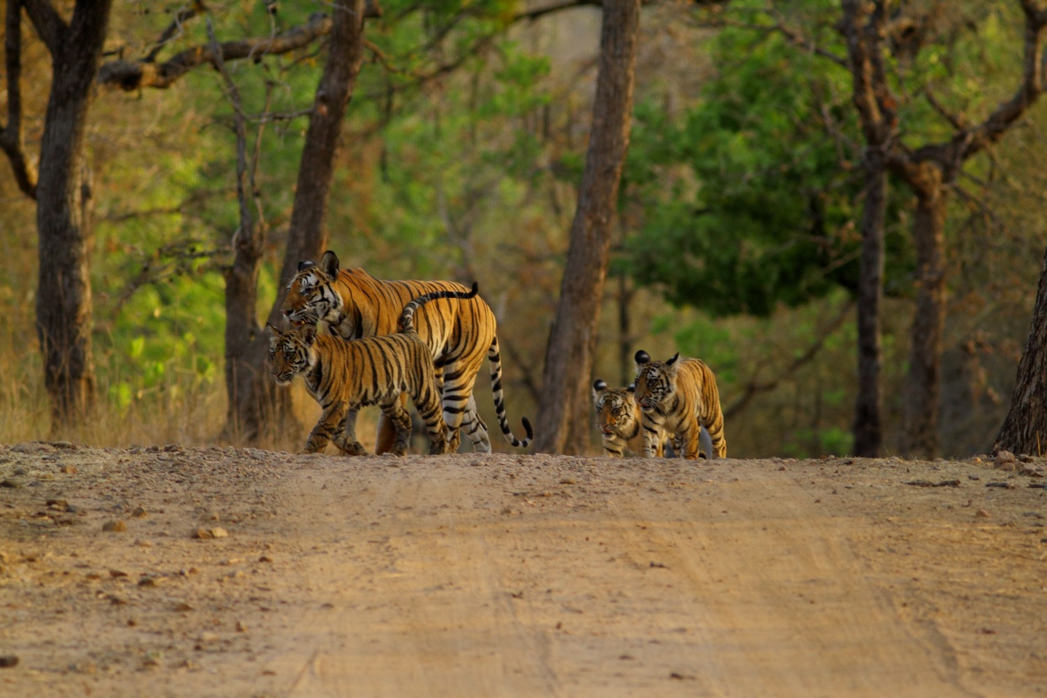 Sfeerafbeelding Bhandavgarh%20tijgers%20spotten%20kerstreis%20India